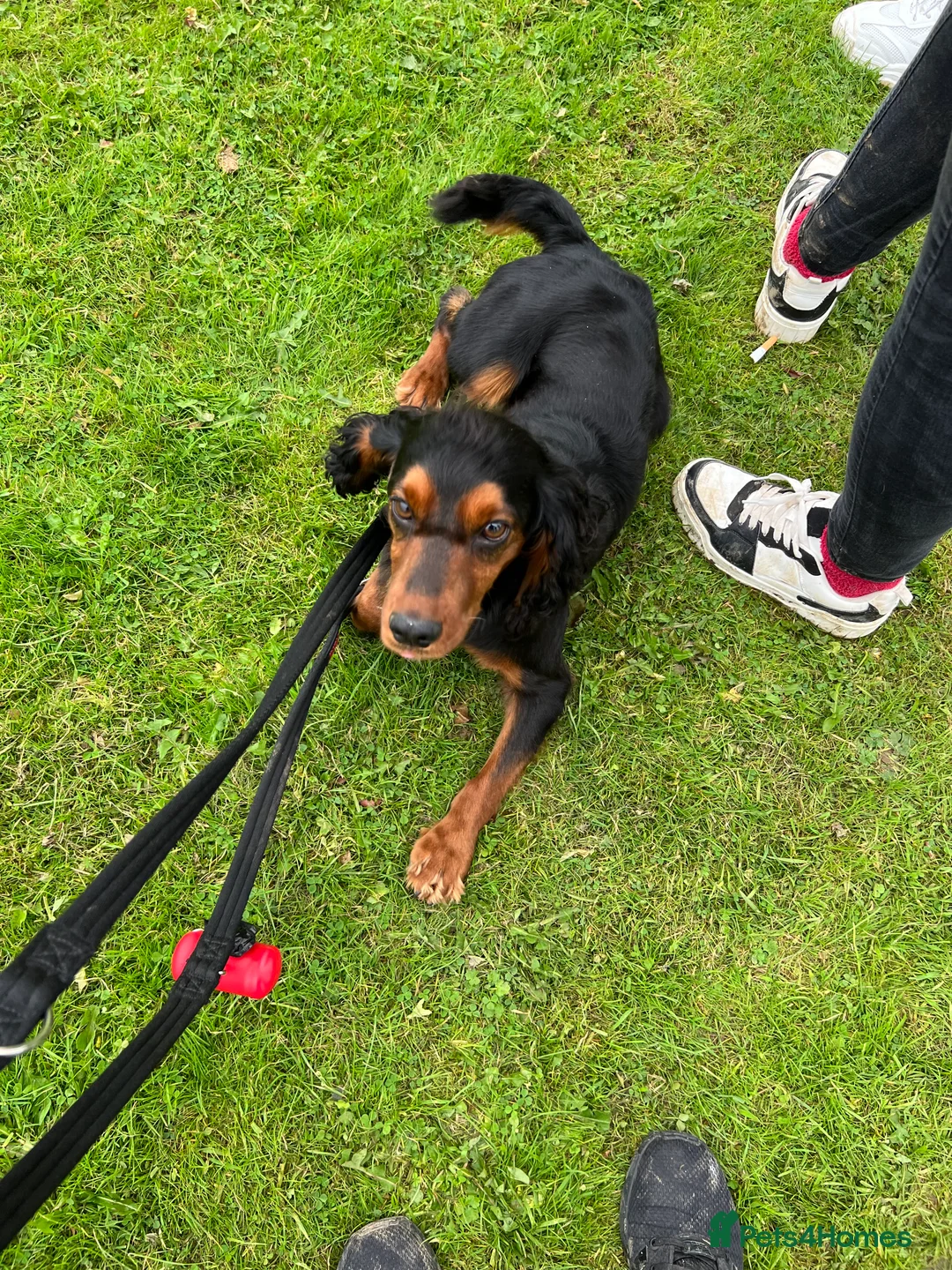 Cocker Spaniel dogs for stud: KC REGISTERED WORKING COCKER SPANIEL STUD - Advert 2