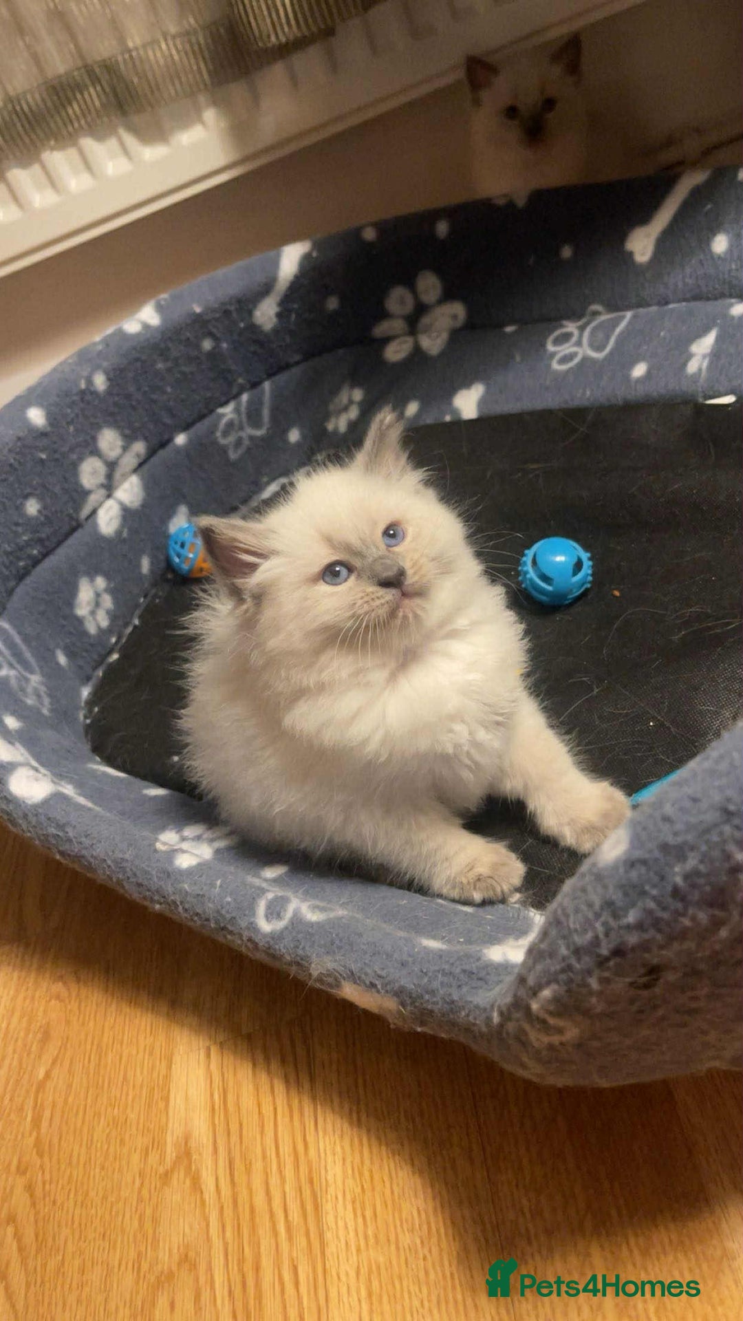 Ragdoll cats for sale: Pure ragdoll kittens ready to leave now ‼️ - Image 1
