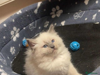 Ragdoll cats for sale: Pure ragdoll kittens ready to leave now ‼️ - Advert 2