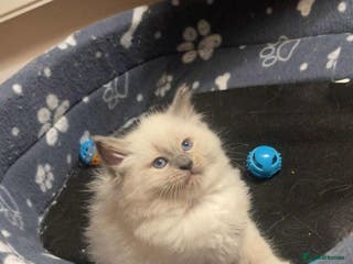 Ragdoll cats Pure ragdoll kittens ready to leave now ‼️ - Advert 19