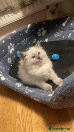 Ragdoll cats - Advert 1