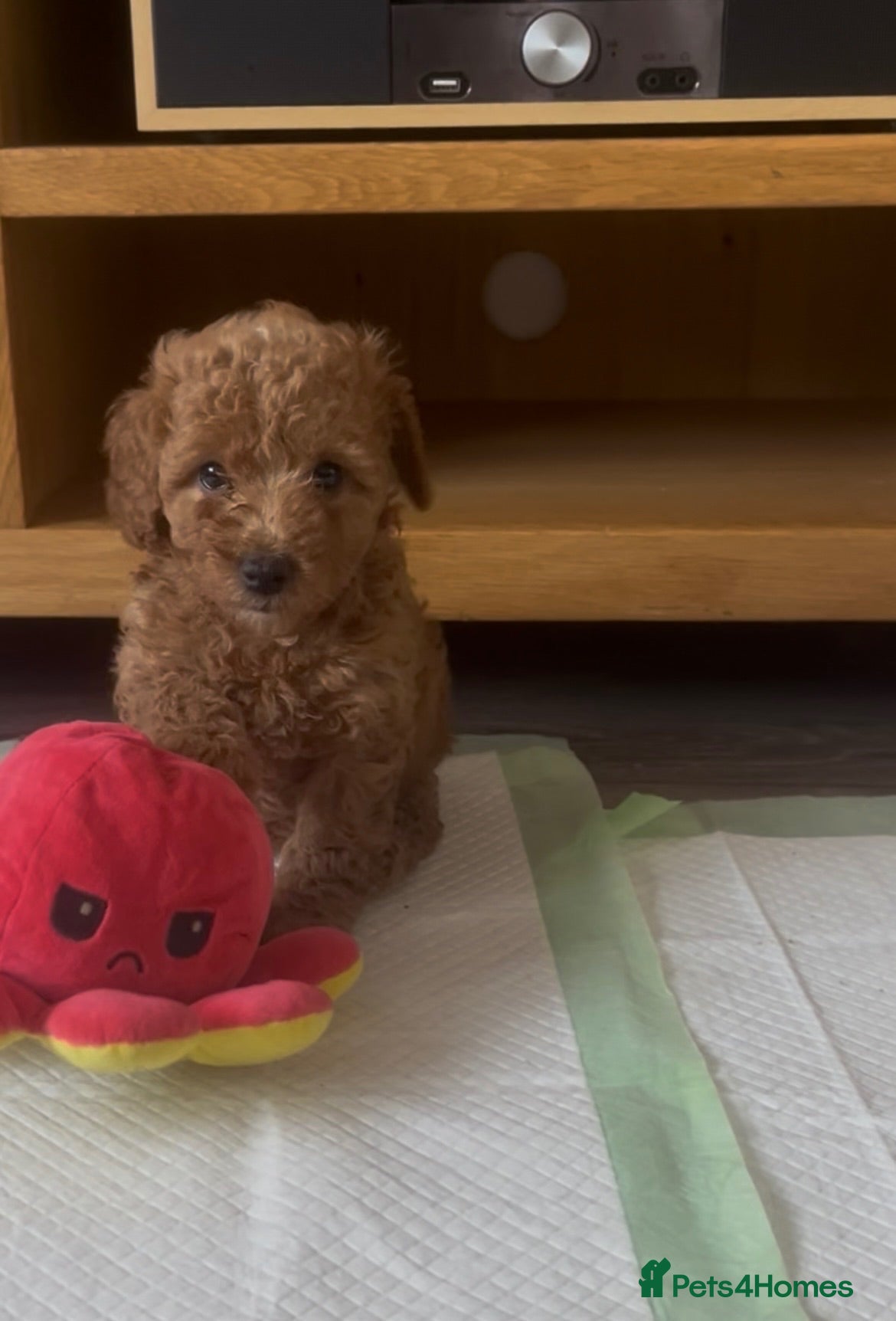 Poochon dogs Poochon x miniature poodle pups ready 28/08/26 - Advert 4