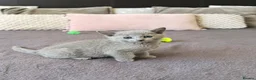 Russian Blue cats for sale: 🐾Champion Line TICA Russian Blue Kittens 🐾 - Advert 14