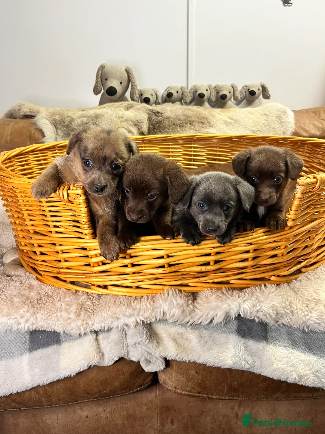 Mixed Breed dogs for sale: Stunning Damaranian  - Advert 6