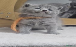 British Shorthair cats for sale: High Quality British Short Haired Kittens - Image 8