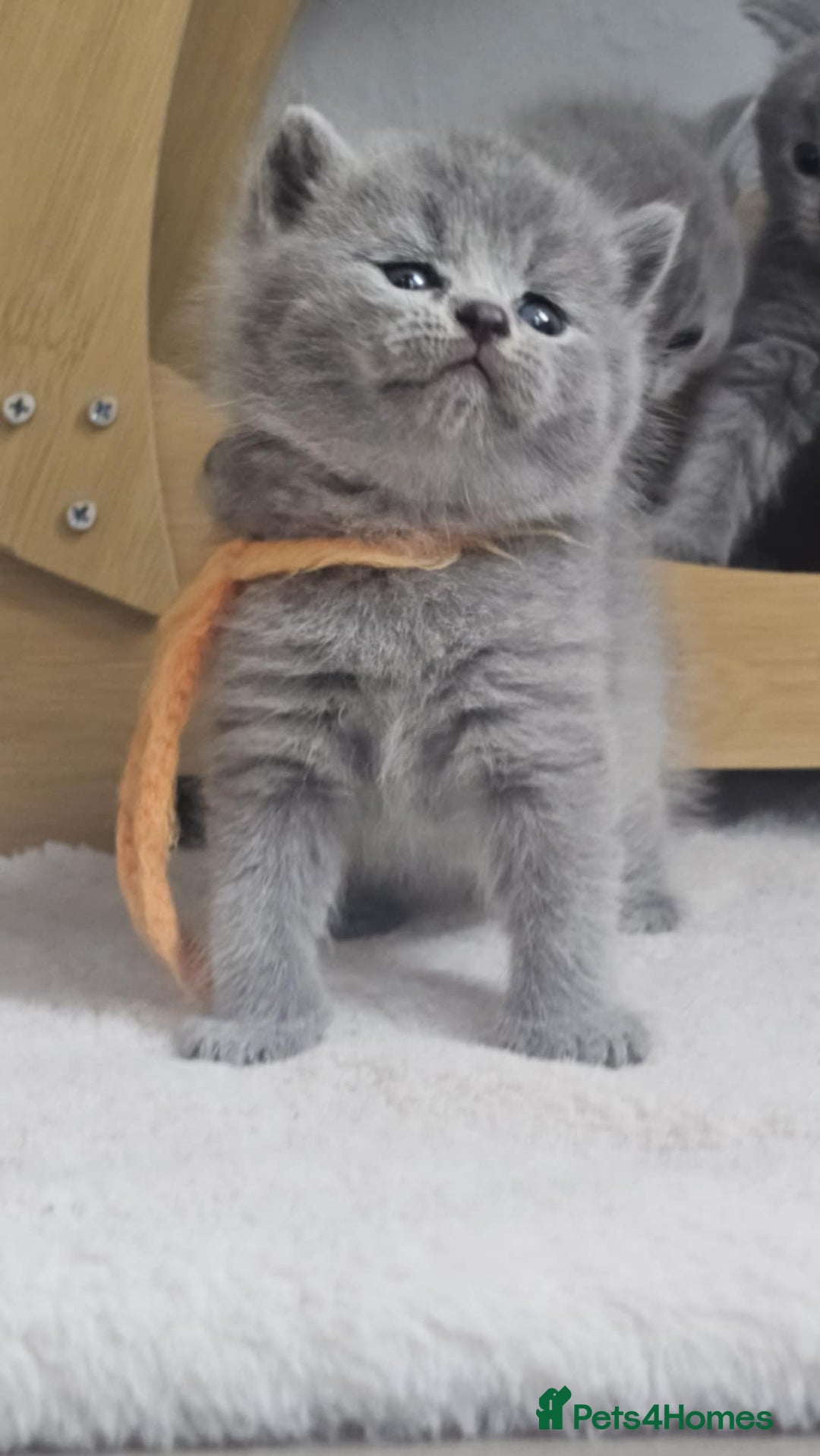 British Shorthair cats for sale: High Quality British Short Haired Kittens - Image 8