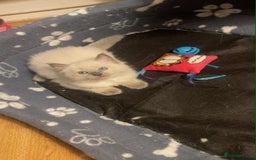 Ragdoll cats for sale: Pure ragdoll kittens ready to leave now ‼️ - Image 6
