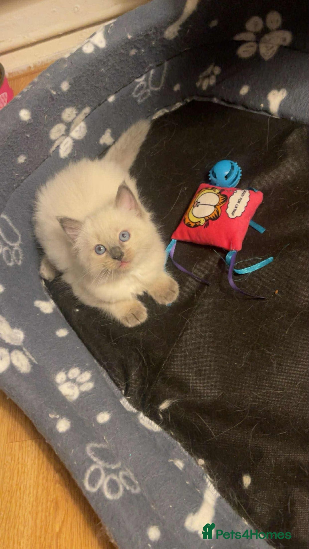 Ragdoll cats for sale: Pure ragdoll kittens ready to leave now ‼️ - Image 6
