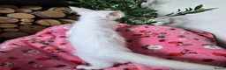 Maine Coon cats for sale: XXL Russian Mainecoon Kittens! 2 left now ready go - Advert 7
