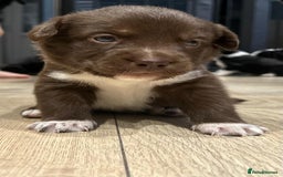 Mixed Breed dogs for sale: 🐾🐾🐾Siberian husky/french spaniel puppies 🐾🐾🐾 - Image 11