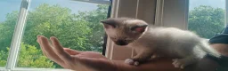 Ragamese cats for sale: READY THIS WEEK! TWO SIAMESE AND ONE RAGDOLL - Advert 24