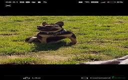 French Bulldog dogs for sale: Bruno - Image 2