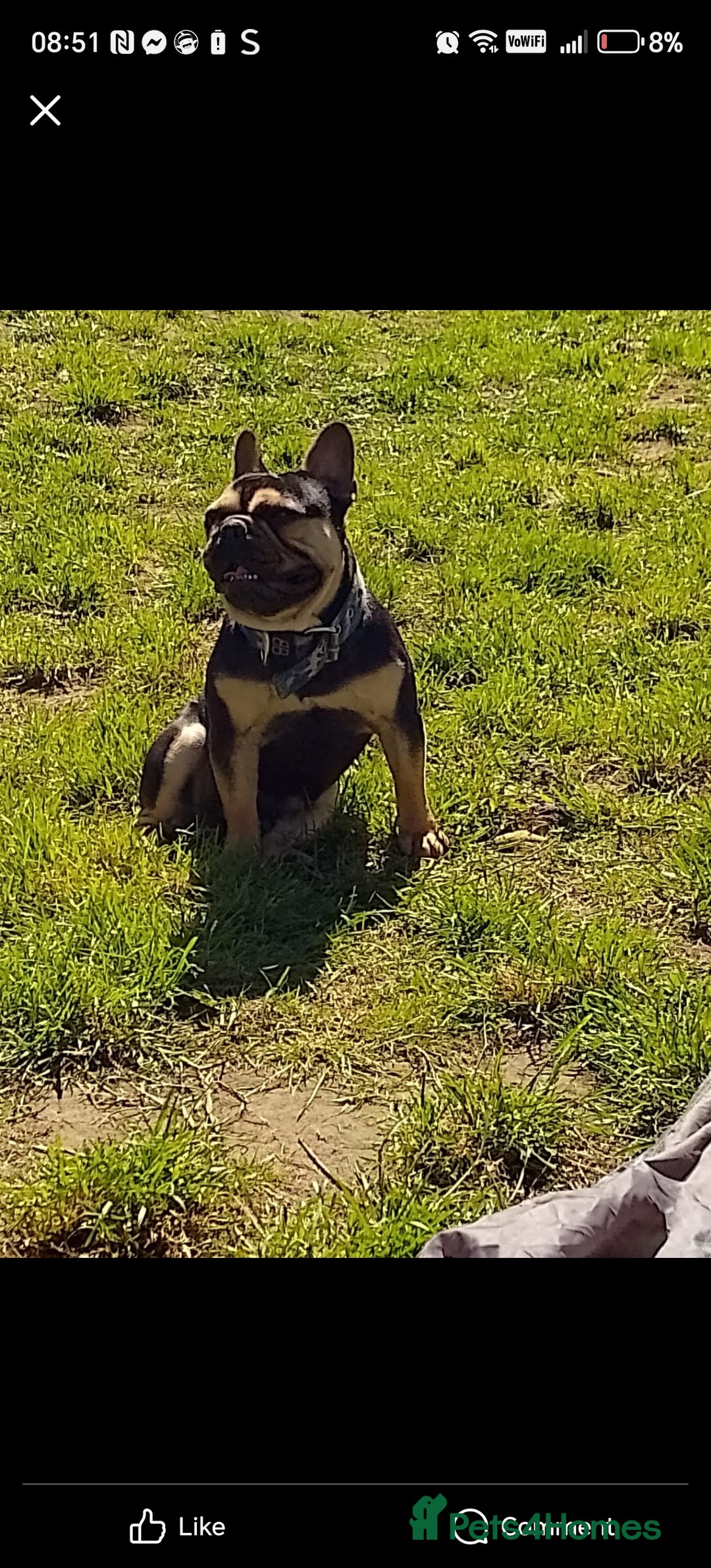 French Bulldog dogs for sale: Bruno - Image 2
