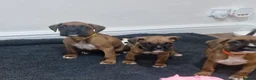 Boxer dogs for sale: KC reg Boxer Puppies (Ready 2nd March) - Advert 2