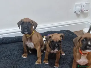 Boxer dogs KC reg Boxer Puppies (Ready 2nd March) - Advert 2