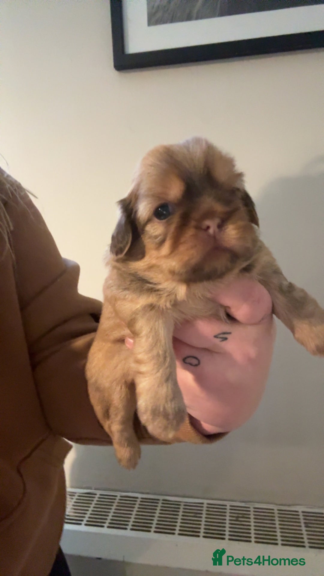 Shih Tzu dogs for sale: Shih Tzu pups  - Advert 4