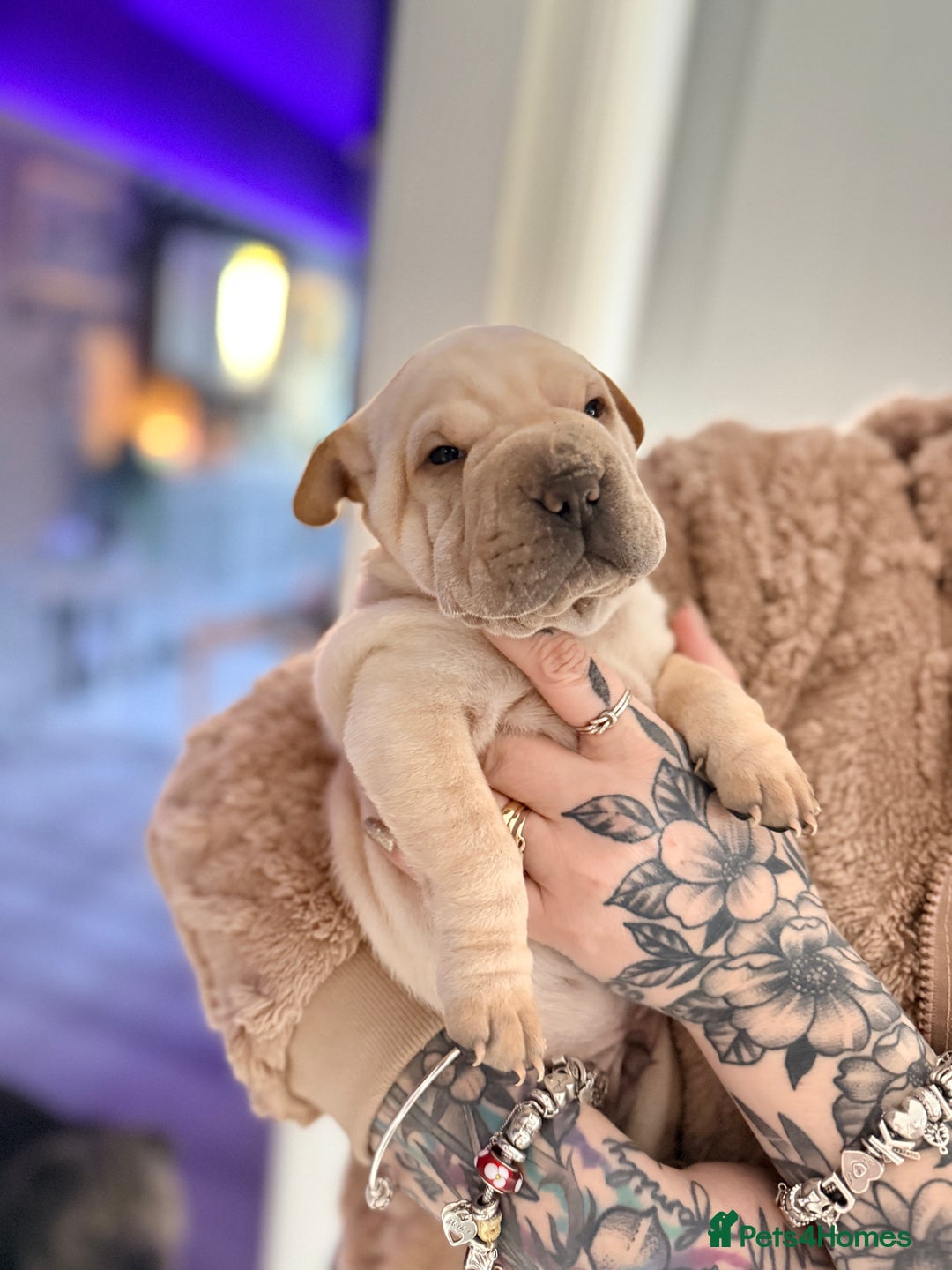 Mixed Breed dogs for sale: Shar Pei cross puppies  - Advert 9