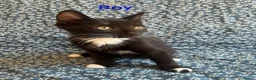 Mixed Breed cats for sale: 12 week old kittens  in Norwich - Advert 3