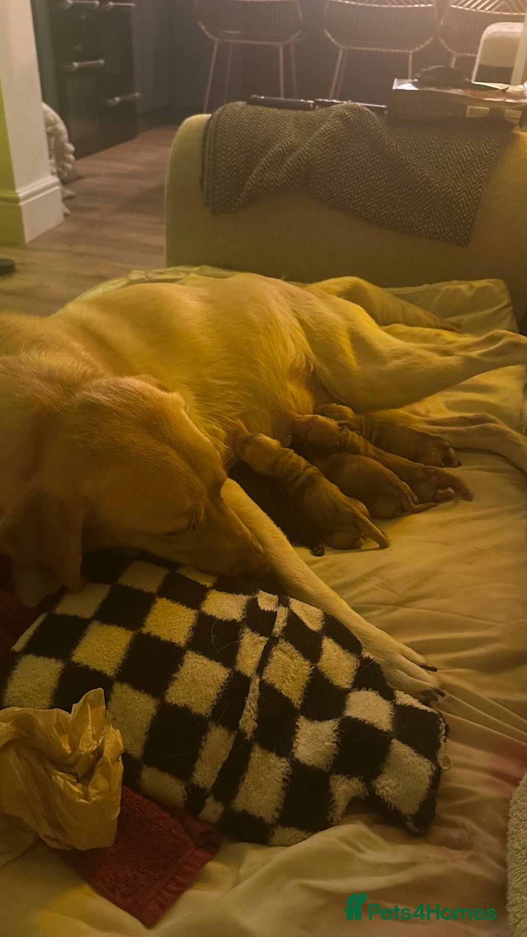 Mixed Breed dogs for sale: Dachsador  - Advert 9