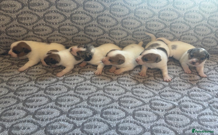 Jack Russell dogs - Advert 3