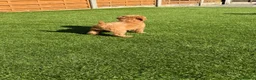 Cavapoo dogs for sale: ** REDUCED - READY NOW ** F1B Cavapoo Puppiess - Advert 15