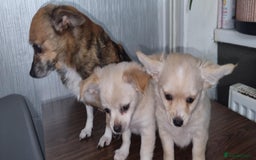 Chihuahua dogs for sale: Chihuahua boys for sale - Image 1