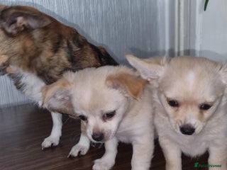 Chihuahua dogs for sale - Advert 1