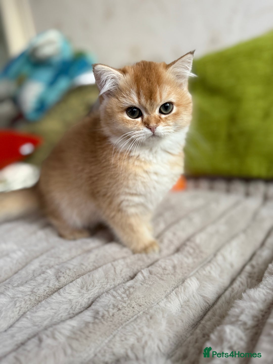 British Shorthair cats for sale: ✨ Golden BSH girls Looking for Loving Homes ✨ - Advert 7