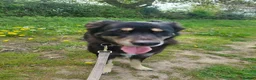 Mixed Breed dogs for sale: Looking for a loving home and new start  in Markfield - Advert 1