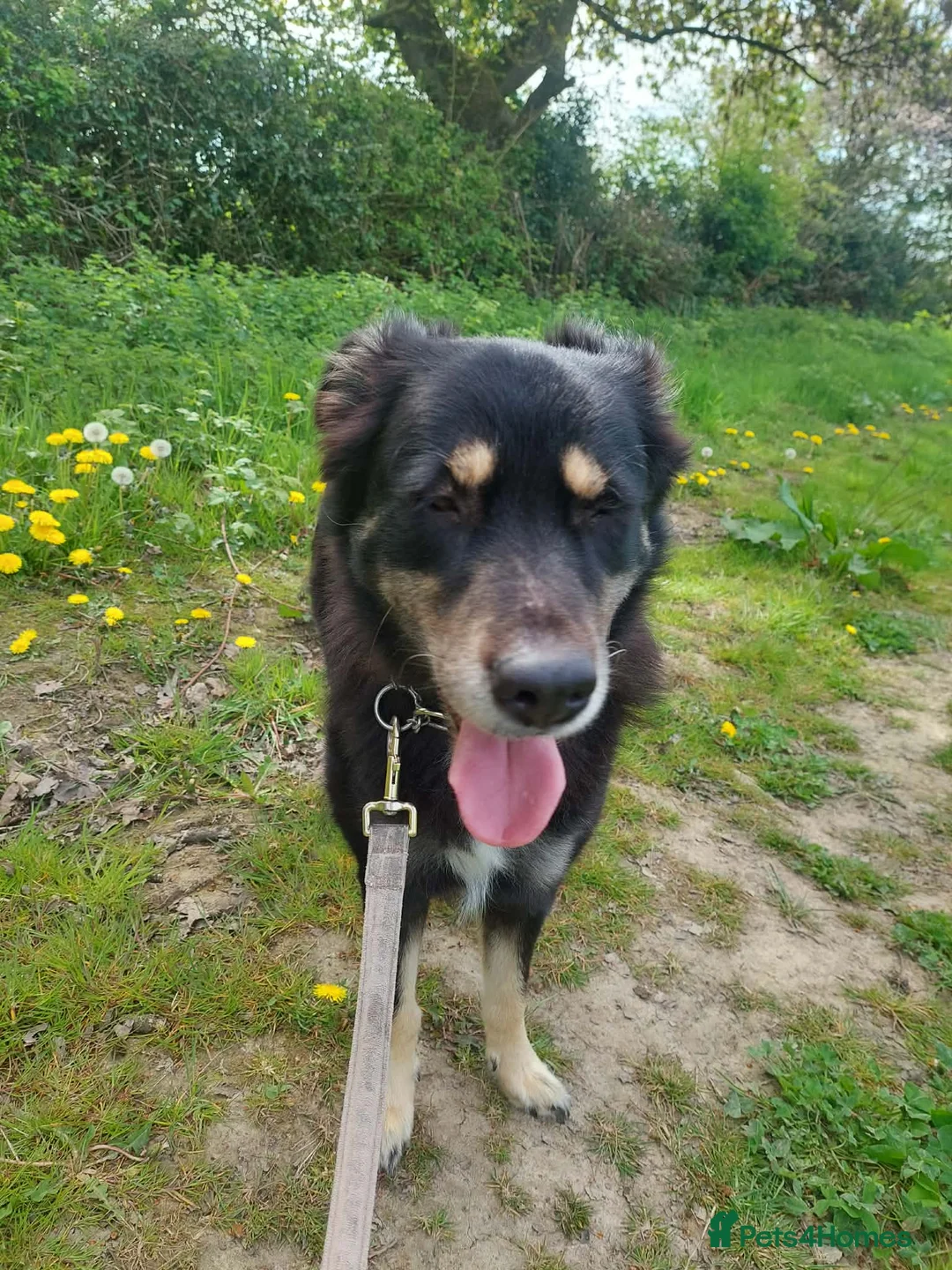 Mixed Breed dogs for sale: Looking for a loving home and new start  in Markfield - Advert 1