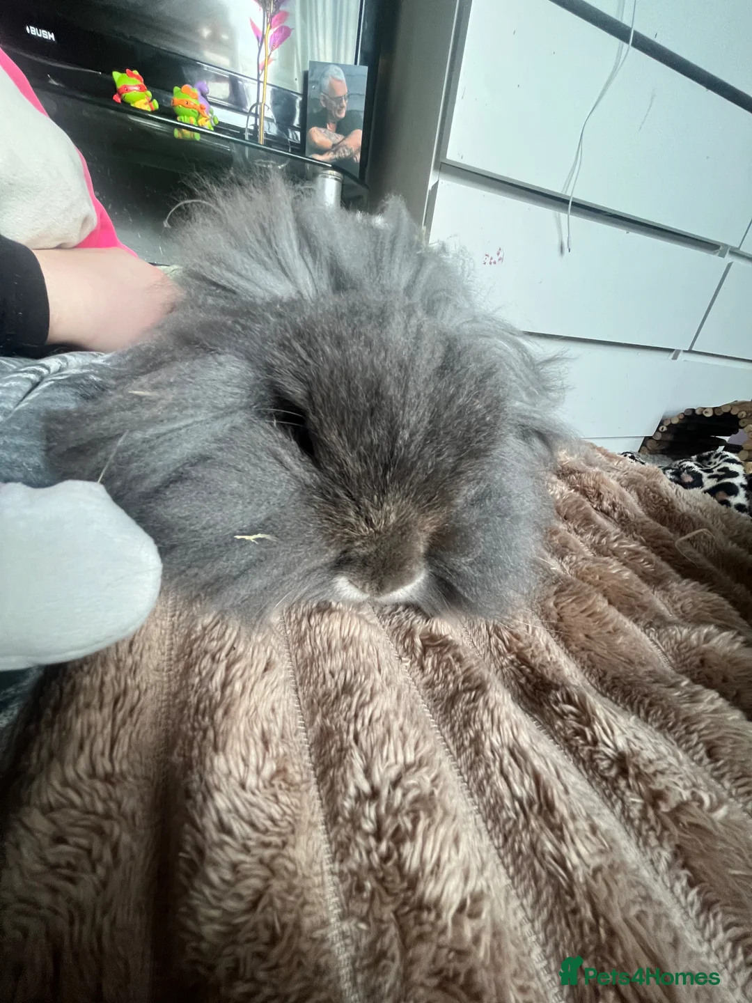 Mixed Breed rabbits for sale: Mini lop lion head  in Wednesbury - Advert 2
