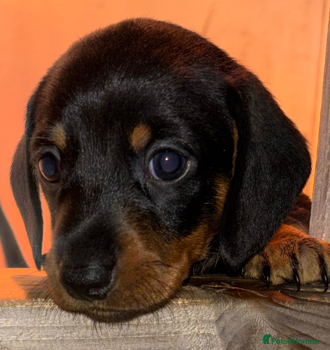 Miniature Dachshund dogs for sale: Gorgeous Miniature Dachshunds! Ready 23 Dec - Advert 12