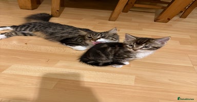 Mixed Breed cats - Advert 4