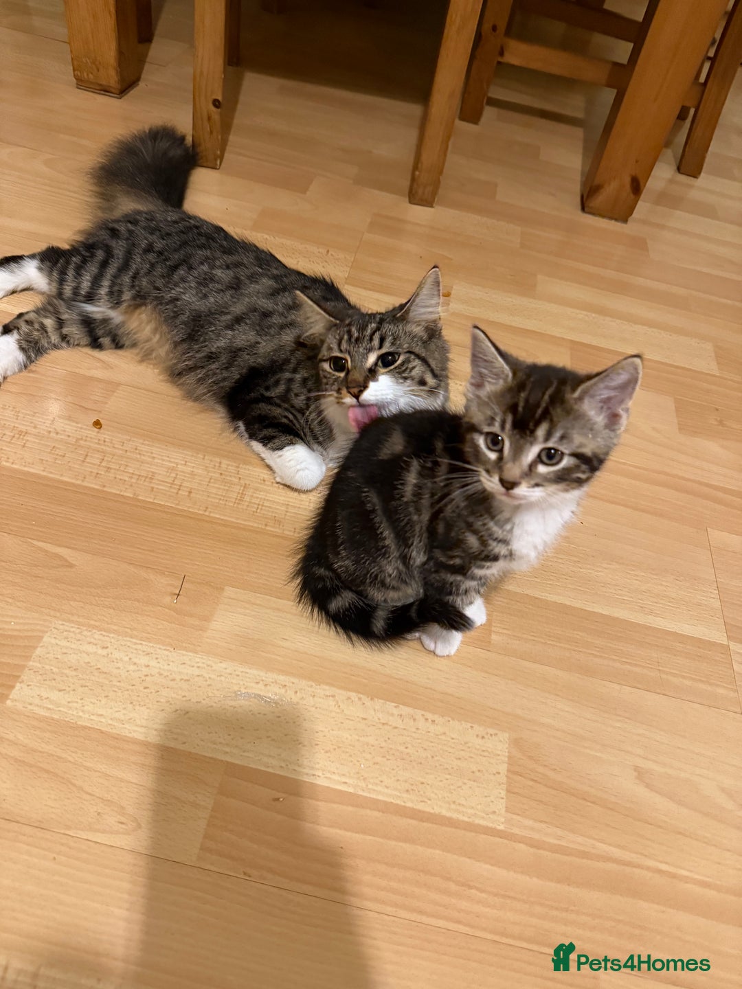 Mixed Breed cats for sale: 3 adorable male kittens  - Image 3