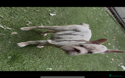 French Bulldog dogs for sale: Isabella&tan Merle carrying fluffy maybe pink - Image 7