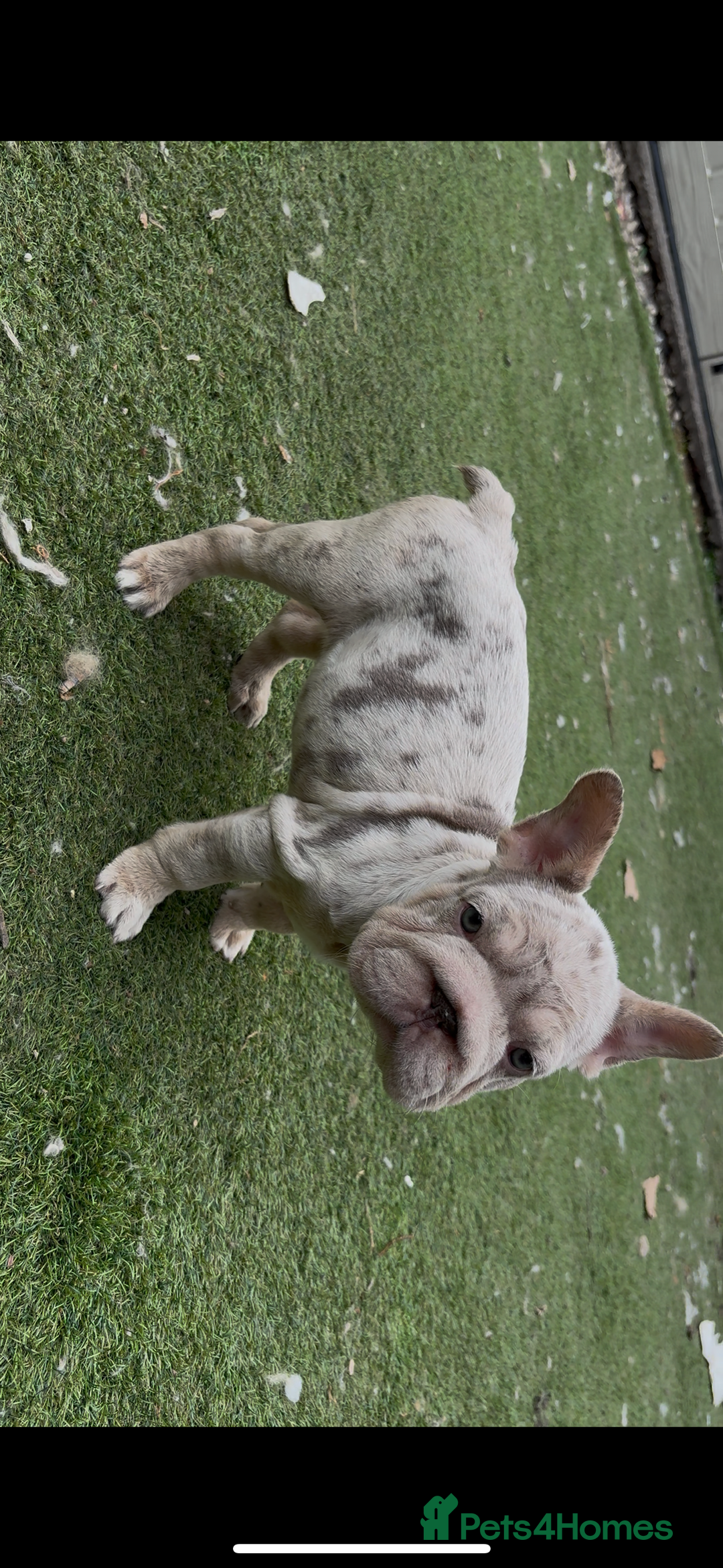 French Bulldog dogs for sale: Isabella&tan Merle carrying fluffy maybe pink - Image 7