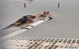 Finches birds for sale: Goldfinch greenfinch  - Image 1