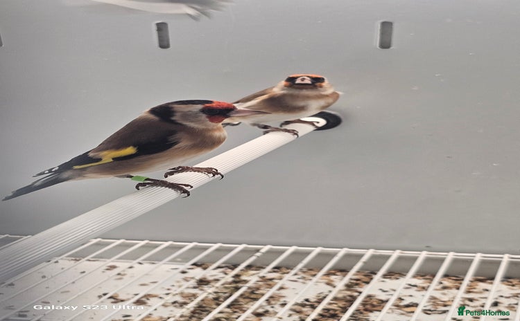 Finches birds - Advert 1