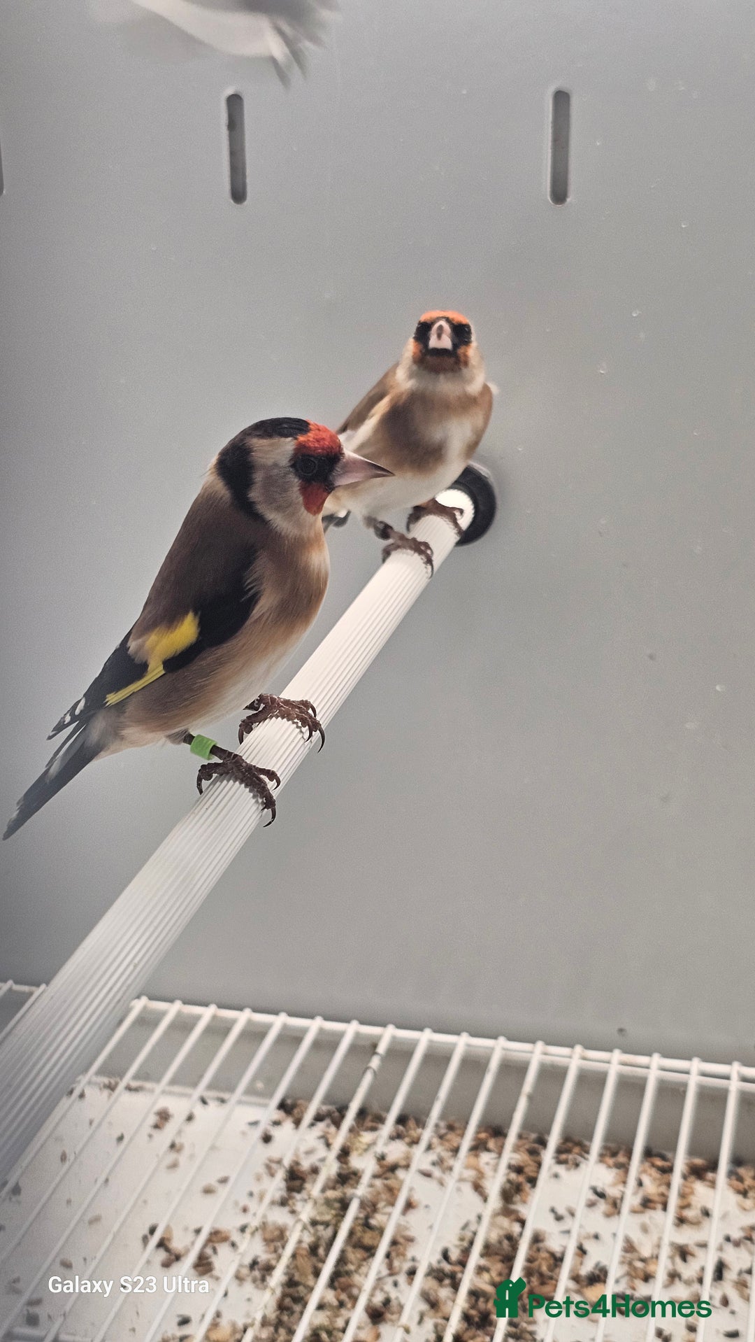Finches birds for sale: Goldfinch greenfinch  - Image 1