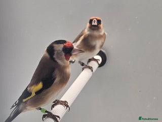 Finches birds - Advert 24