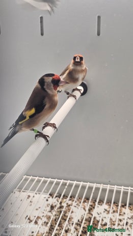 Finches birds - Advert 1