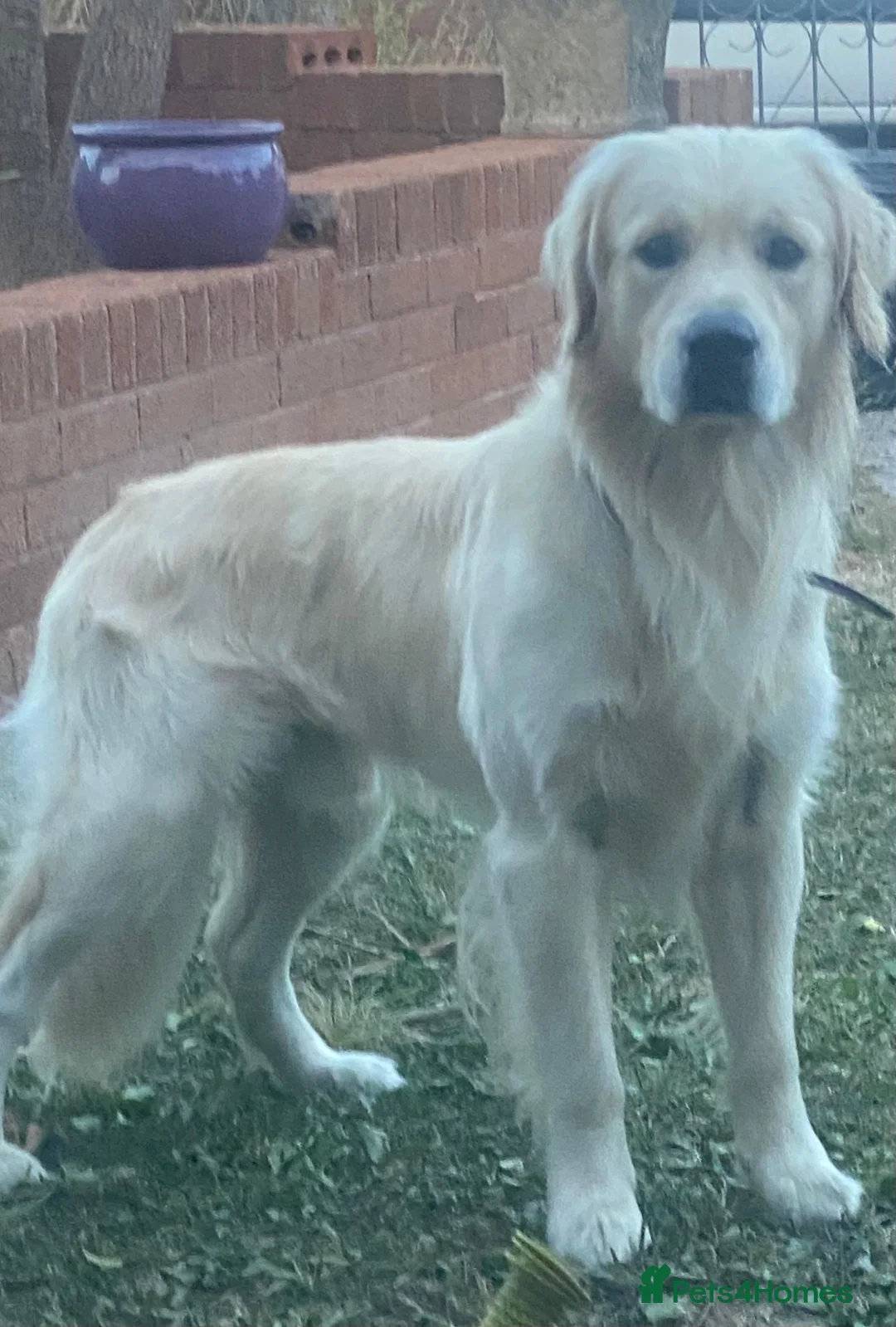 Golden Retriever dogs for stud: stud  in Pontyclun - Advert 3