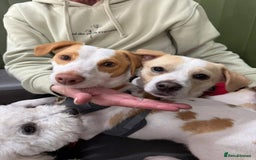 Mixed Breed dogs for adoption: Meet Danny & Dexter - Image 1