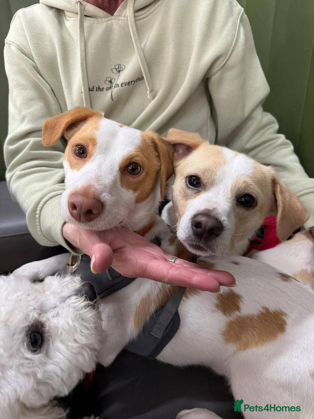 Mixed Breed dogs for adoption: Meet Danny & Dexter - Image 1