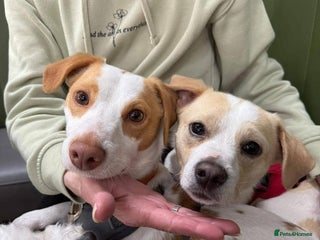 Mixed Breed dogs - Advert 3