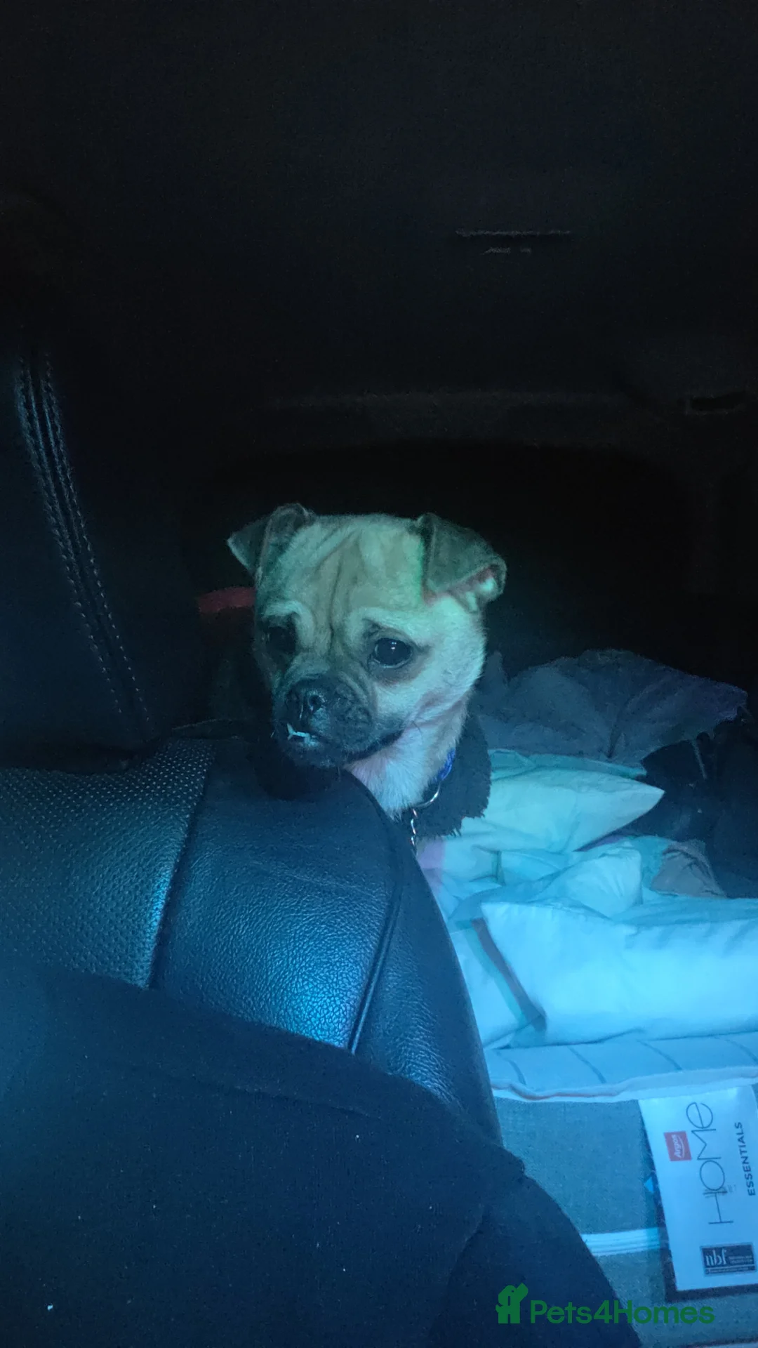 Chug dogs for sale: Tinkerbell  in Barrow-in-Furness - Advert 4