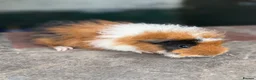 Guinea Pig rodents for sale: Gorgeous colourful guinea pigs - Advert 4