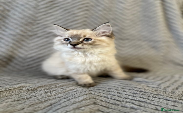 Ragdoll cats - Advert 1