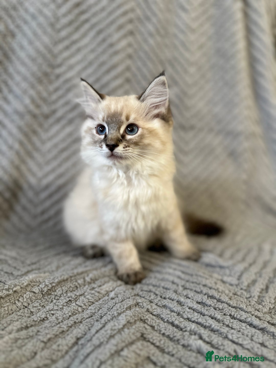 Ragdoll cats for sale: Ragdoll Linx kittens - Image 1