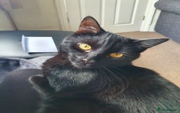British Shorthair cats for sale: All Black Male Indoor Cat - Image 1